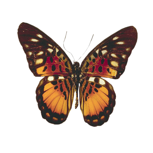 őszi állatok_104.png